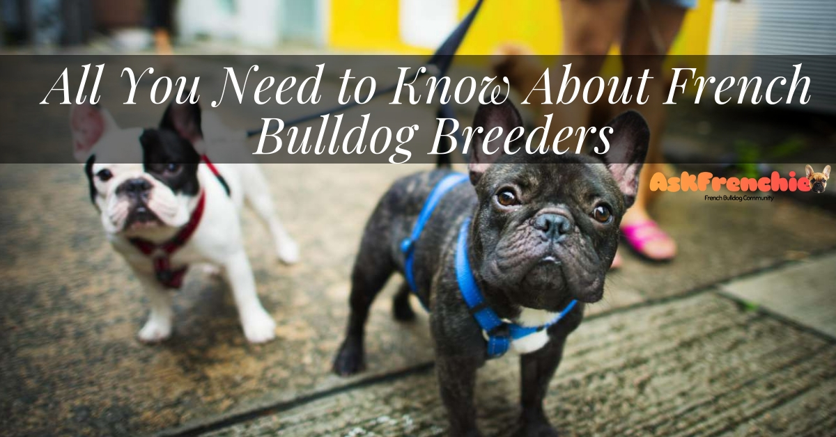 All You Need to Know About French Bulldog Breeders - AskFrenchie.com