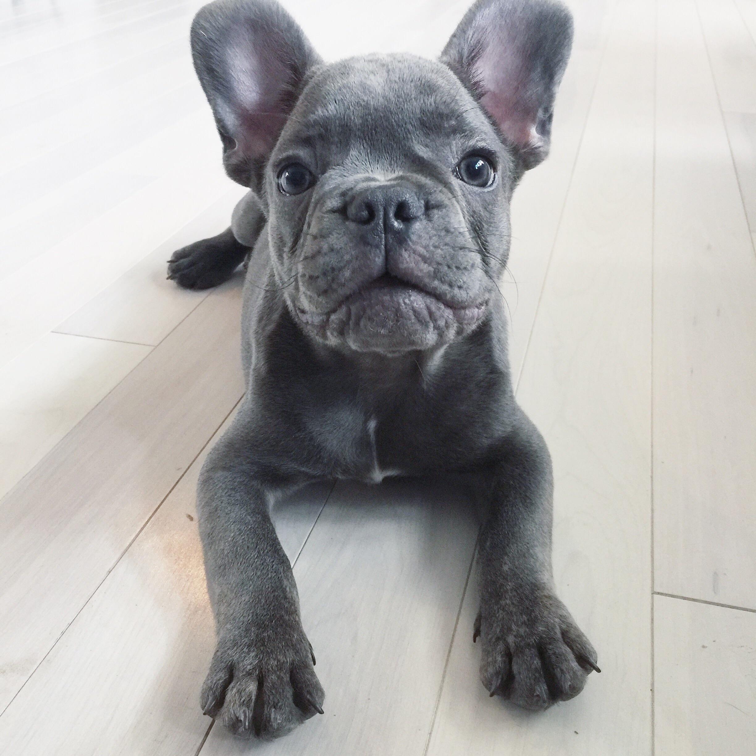 gray french bulldog puppy