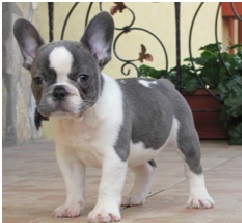 French Bulldog Colors Askfrenchie Com