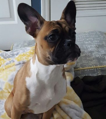 French Bulldog Boxer Mix - AskFrenchie.com