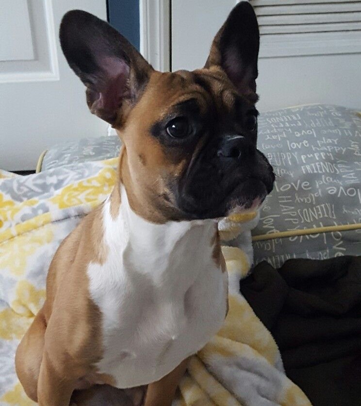  French Bulldog Mix With Boxer in the world Learn more here 