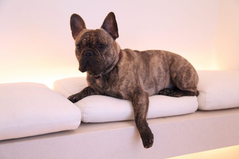 Everything You Need To Know About French Bulldog Hip Dysplasia