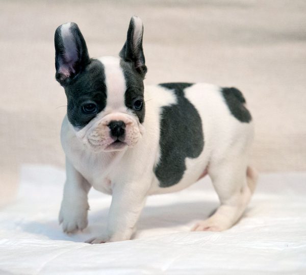 Pied French Bulldog Puppy - AskFrenchie.com
