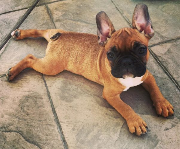 Red Fawn French Bulldog Puppies 