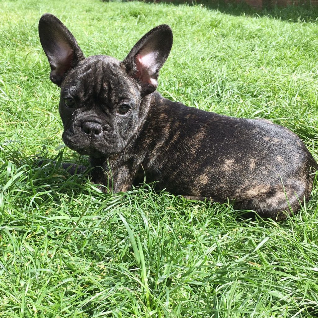 Brindle French Bulldog Puppies - AskFrenchie.com