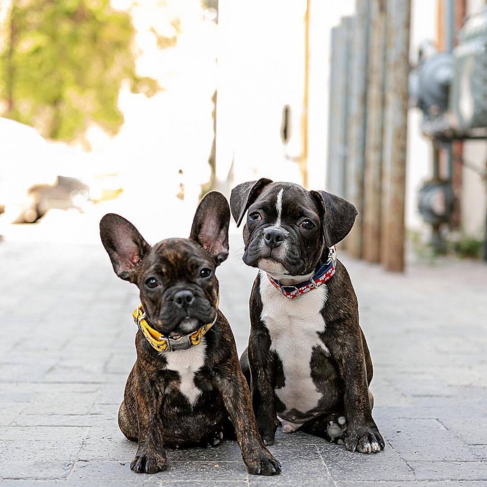 8 Popular French Bulldog Mixes – AskFrenchie.com