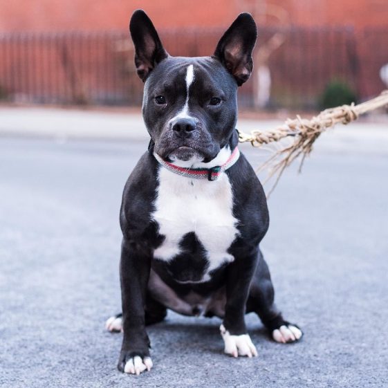 French Bulldog Pitbull Mix - AskFrenchie.com