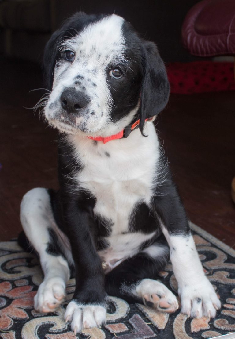 french-bulldog-poodle-mix-puppies-askfrenchie