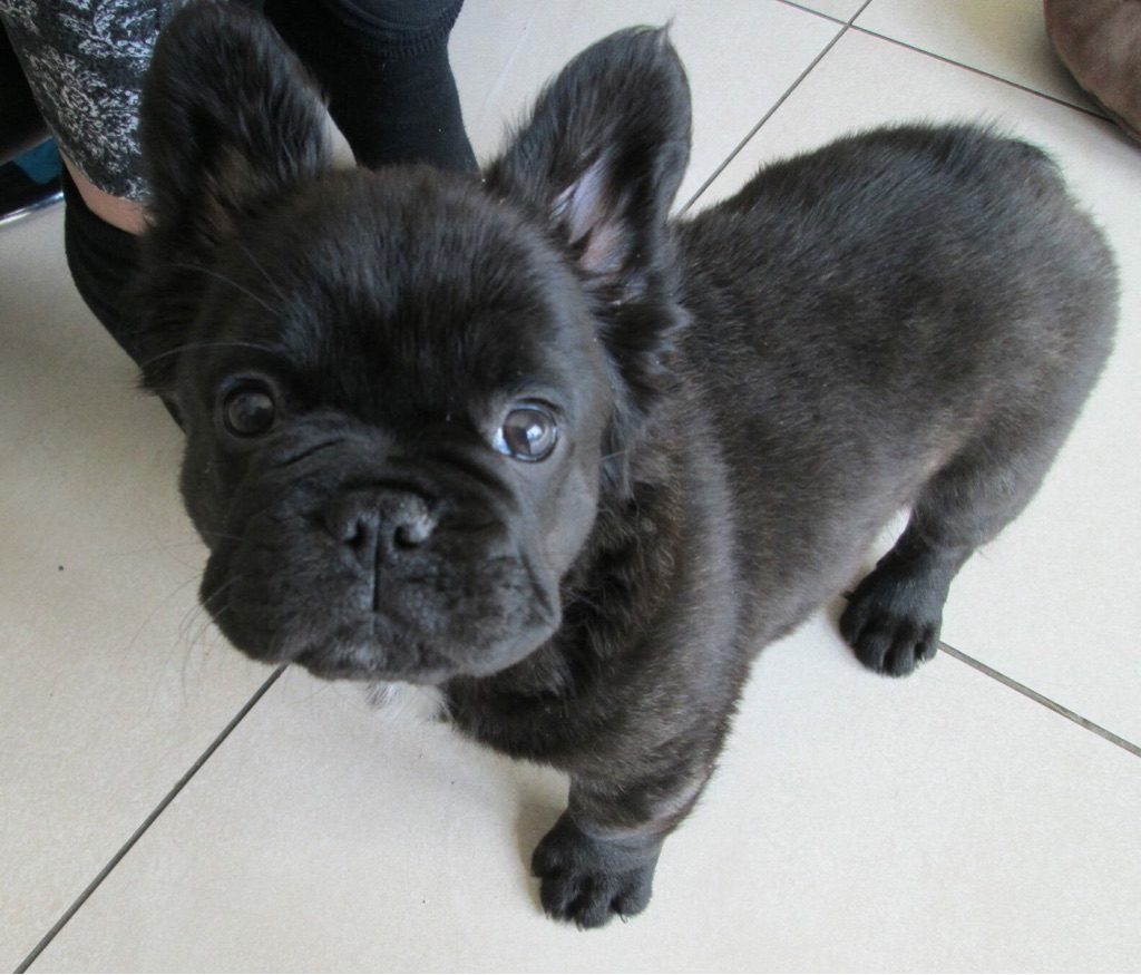Long Haired French Bulldog Puppies Askfrenchie Com