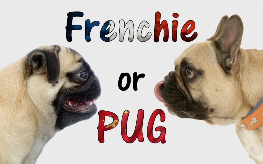 Pug Vs French Bulldog —
