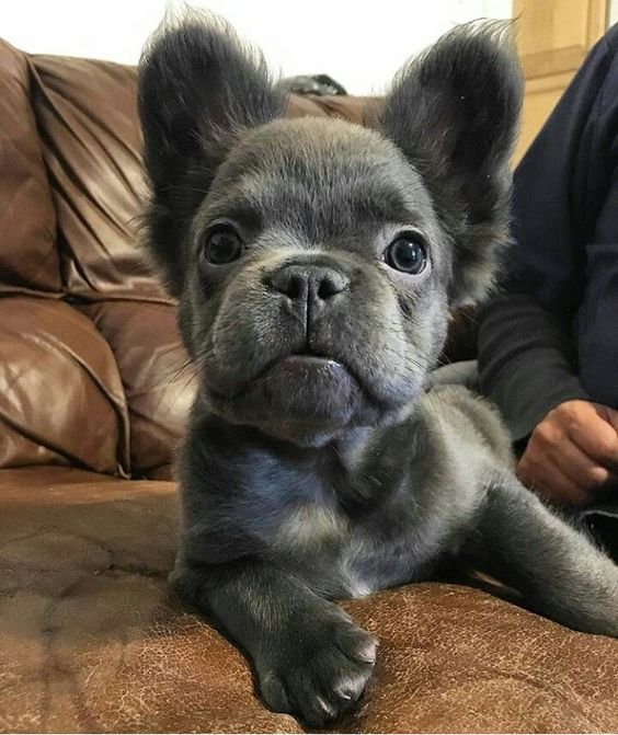 miniature french bulldog