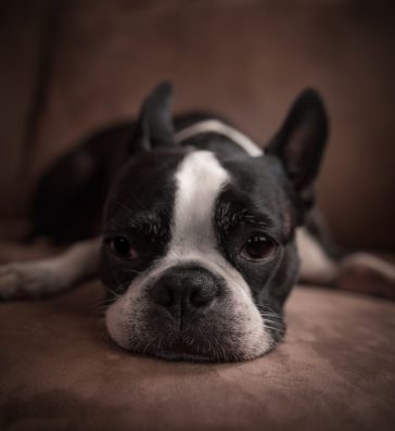 French bulldog hair loss- what are the main causes? - AskFrenchie.com