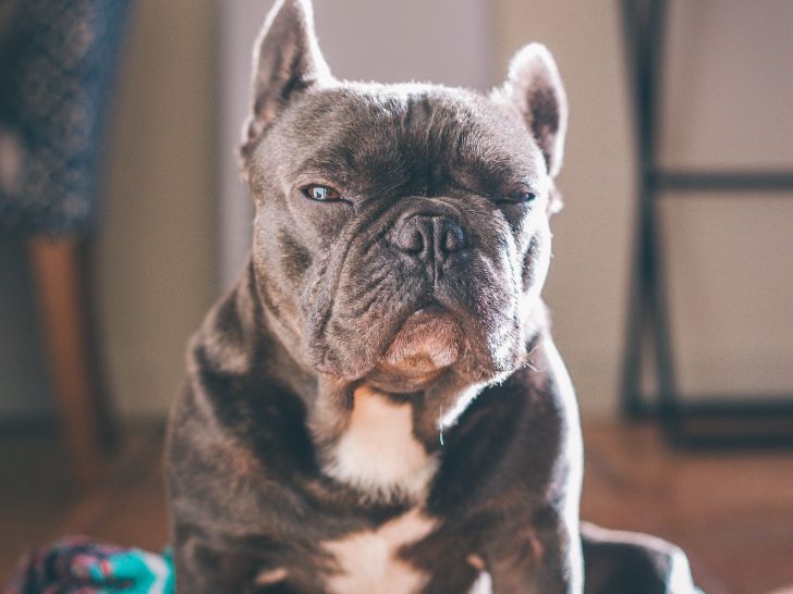 French bulldog aggressionWhat do you need to know?