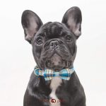 How To Treat French Bulldog Yeast Infection? Revealed - AskFrenchie.com