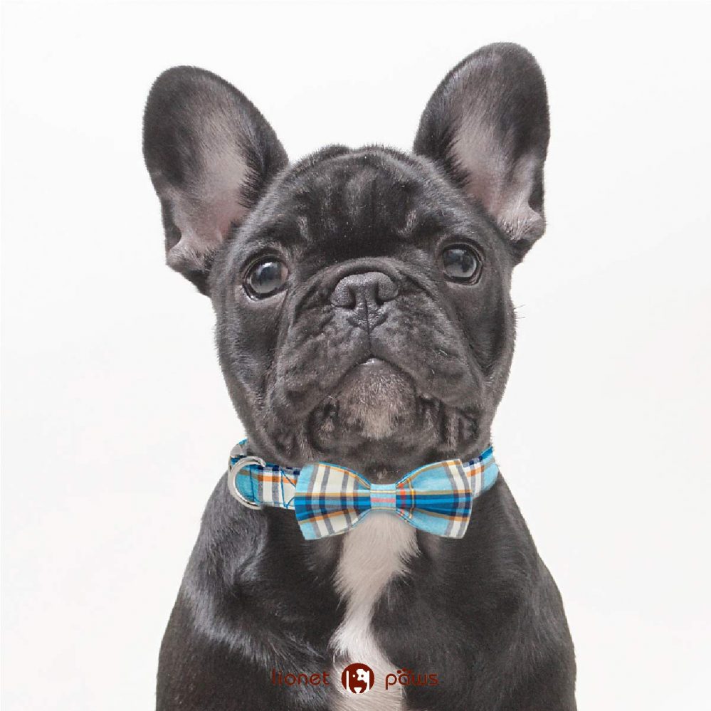 french-bulldog-collars-top-5-pick-for-2019-askfrenchie