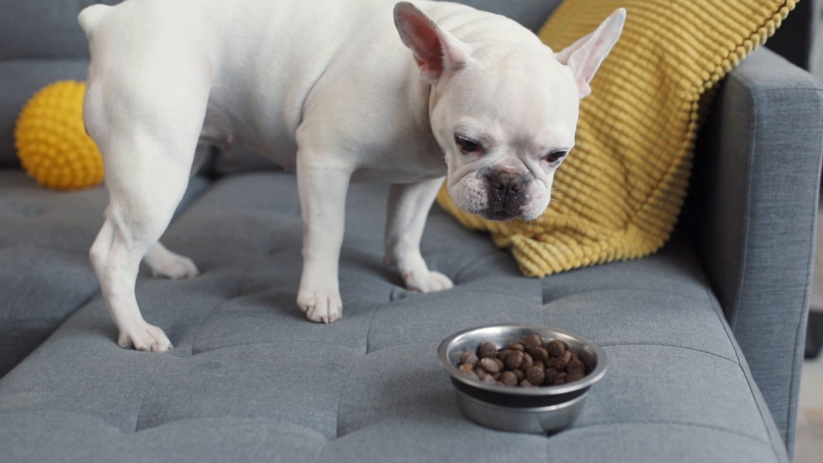 French bulldog bowls how to choose the best one