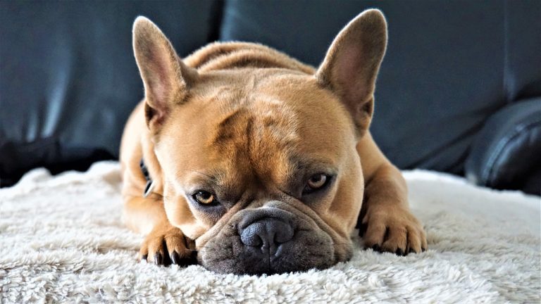 How To Deal With French Bulldog Separation Anxiety? - AskFrenchie.com