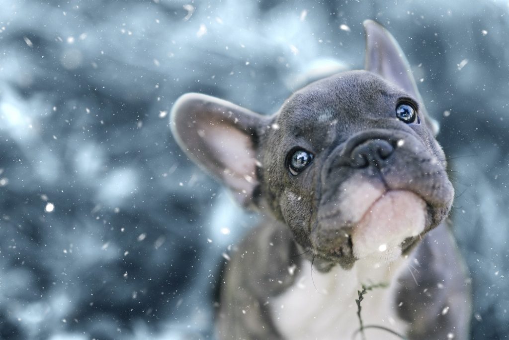 french bulldog cold weather