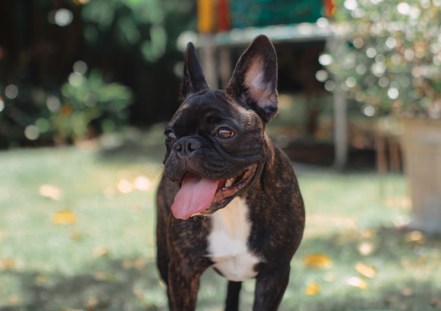 Amazing French Bulldog Breathing Issues in the world Don t miss out 