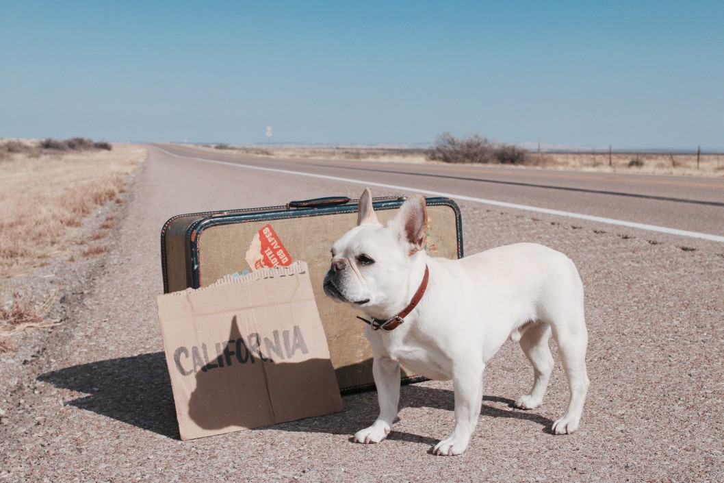 travelling with a french bulldog