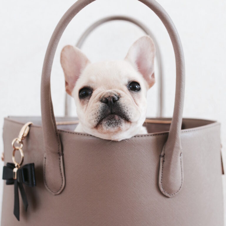 frenchie with backpack