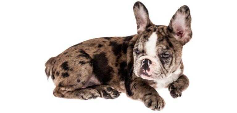 Everything You Need To Know About Merle French Bulldog Puppies