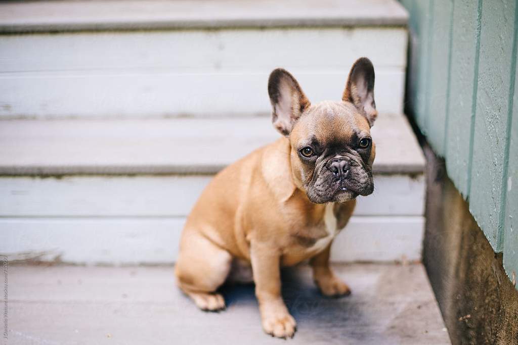 Are Stairs Bad For French Bulldogs? —