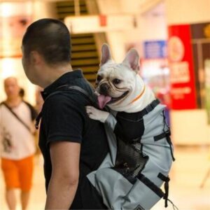 frenchie in a backpack