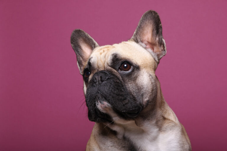 What Are French Bulldog Seizures? - AskFrenchie.com