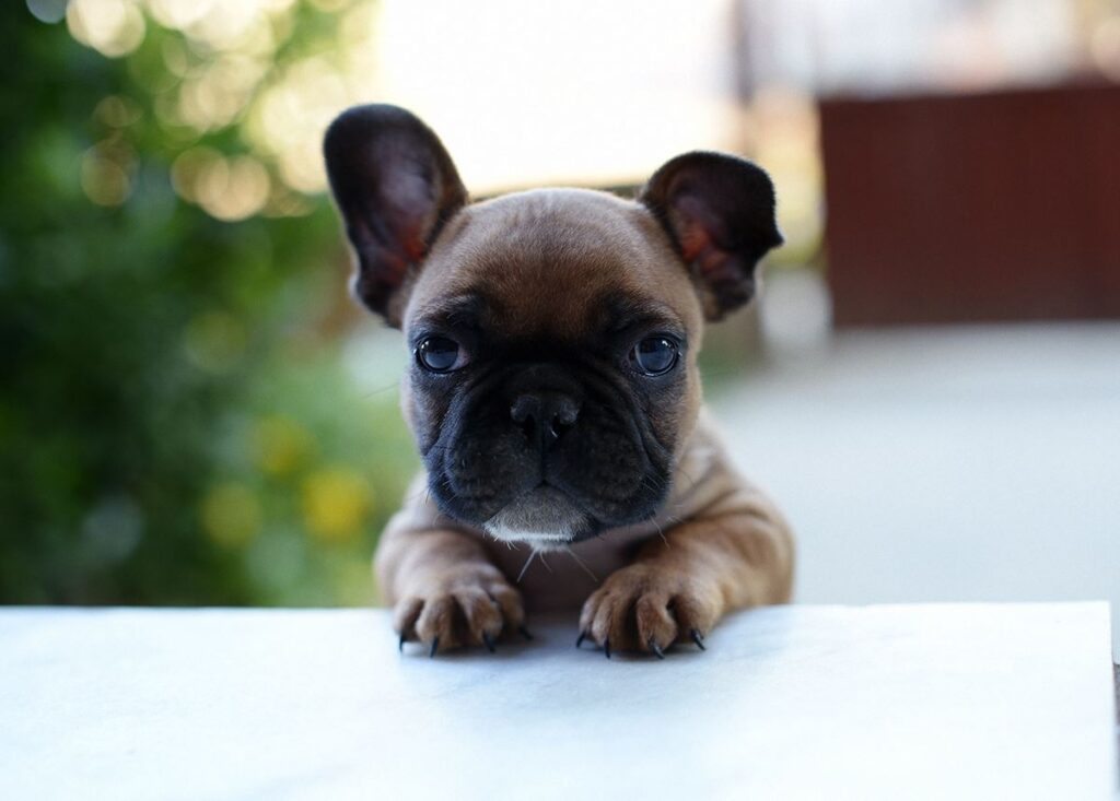 Pododermatitis in French Bulldogs: What To Do? - AskFrenchie.com