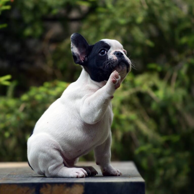 Pododermatitis in French Bulldogs: What To Do? - AskFrenchie.com