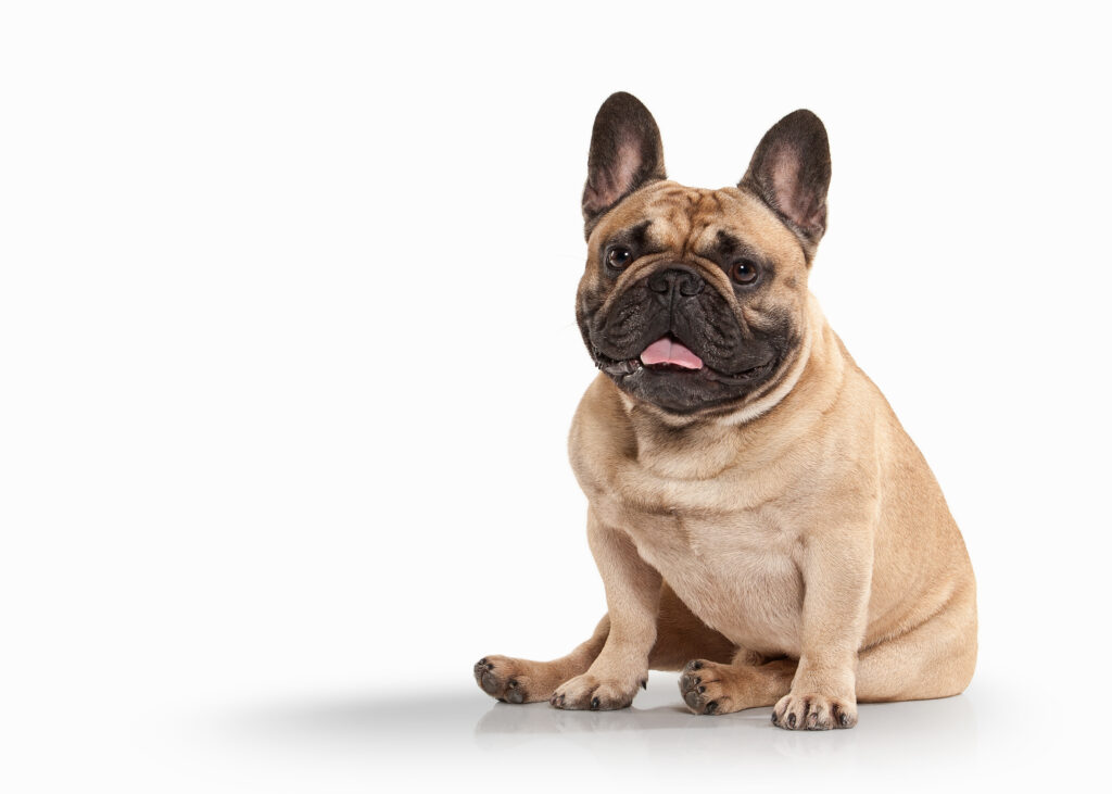 Why Is My French Bulldog’s Stomach Swollen? - AskFrenchie.com