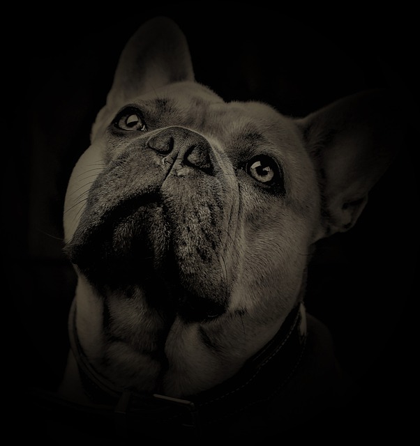 Entropion In French Bulldogs: Things To Know - AskFrenchie.com