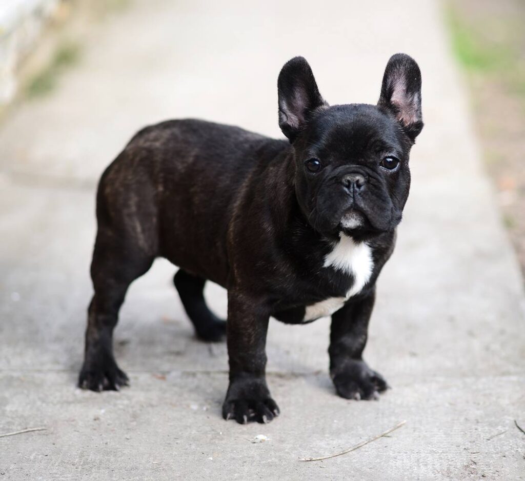 Why Do French Bulldogs Snort? Should You Be Worried? - AskFrenchie.com