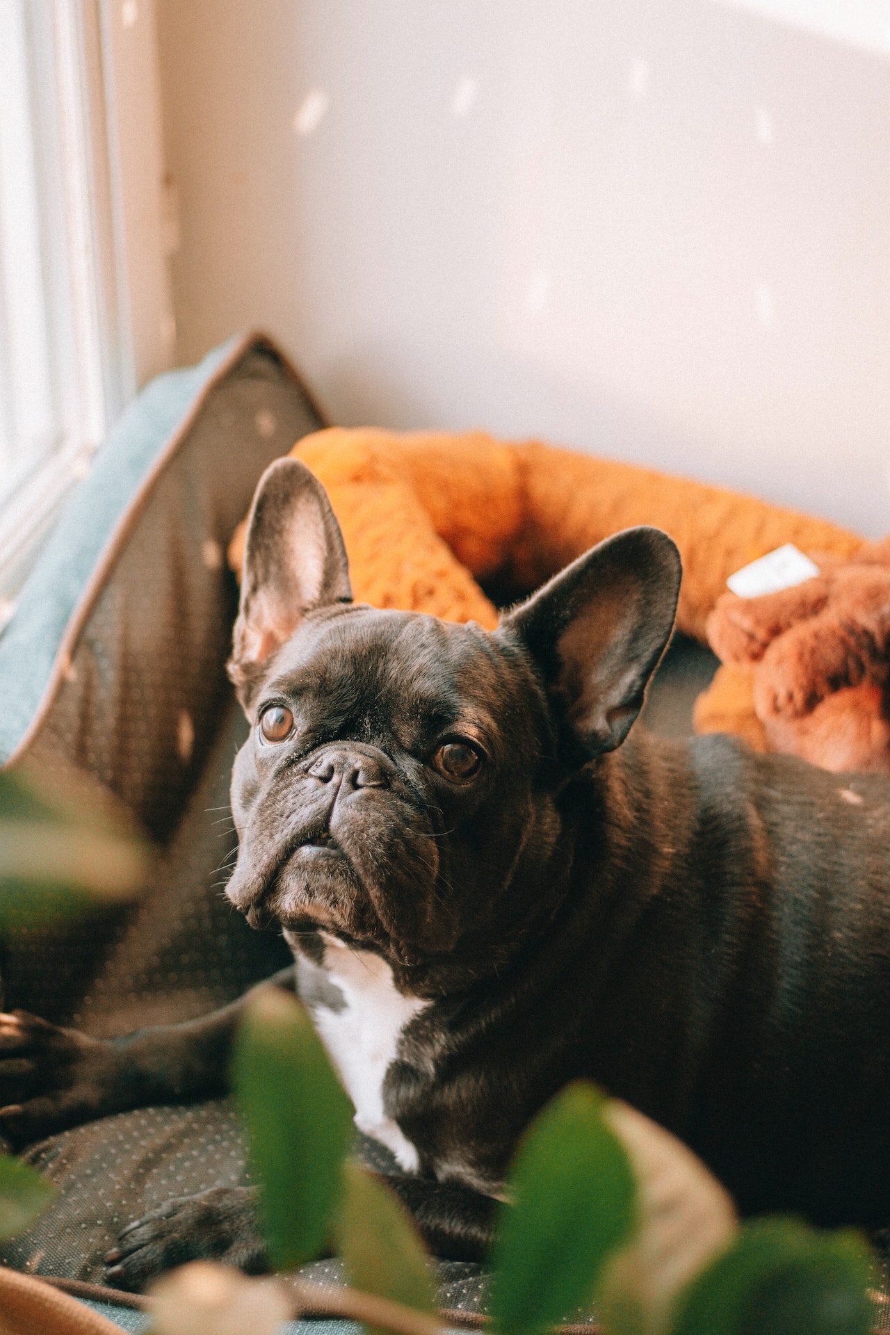 bad-breath-in-french-bulldogs-reasons-and-prevention-askfrenchie