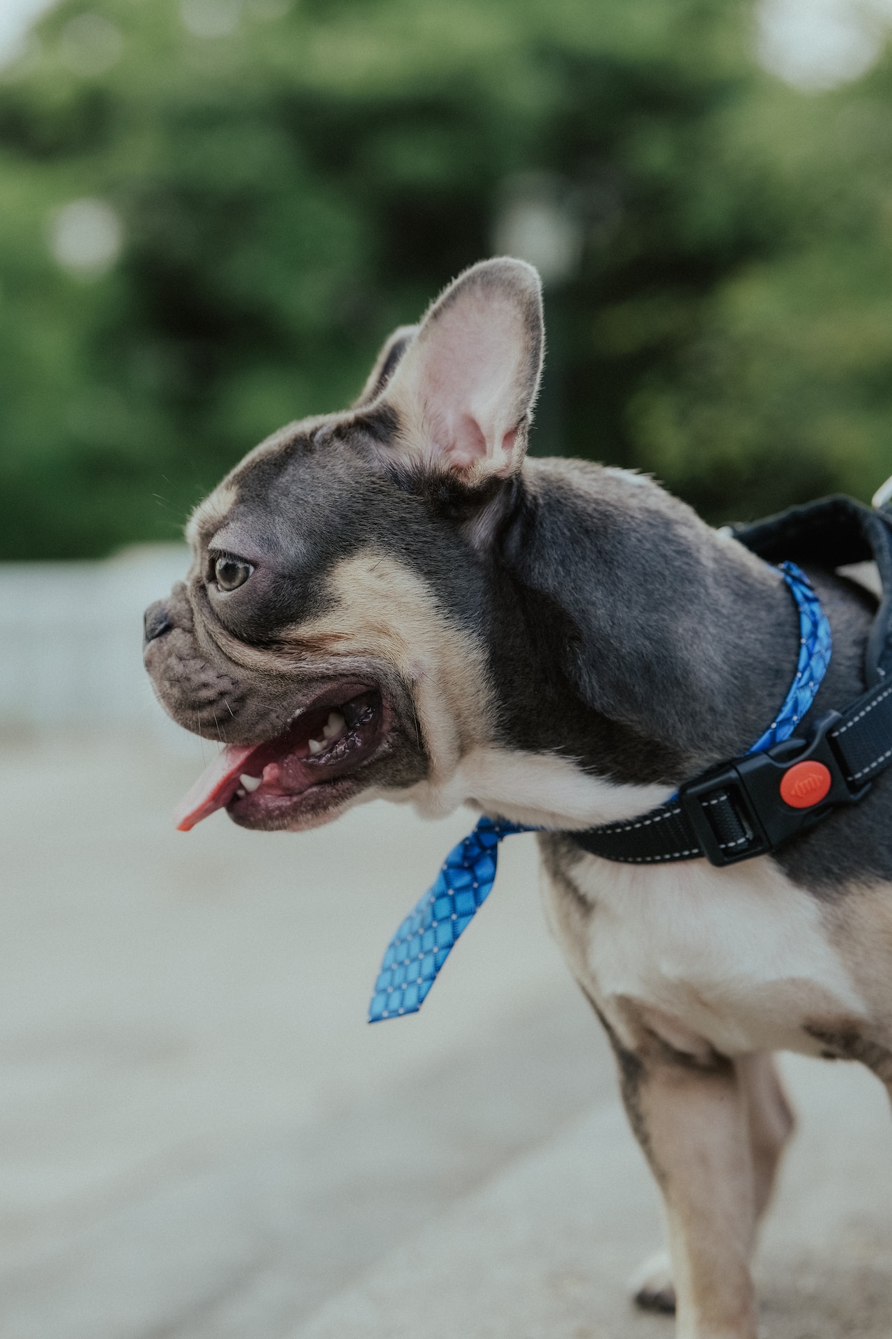 Bad Breath in French Bulldogs: Reasons and Prevention - AskFrenchie.com