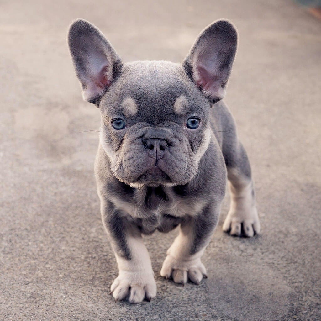 Mini French Bulldog: Everything You Need To Know